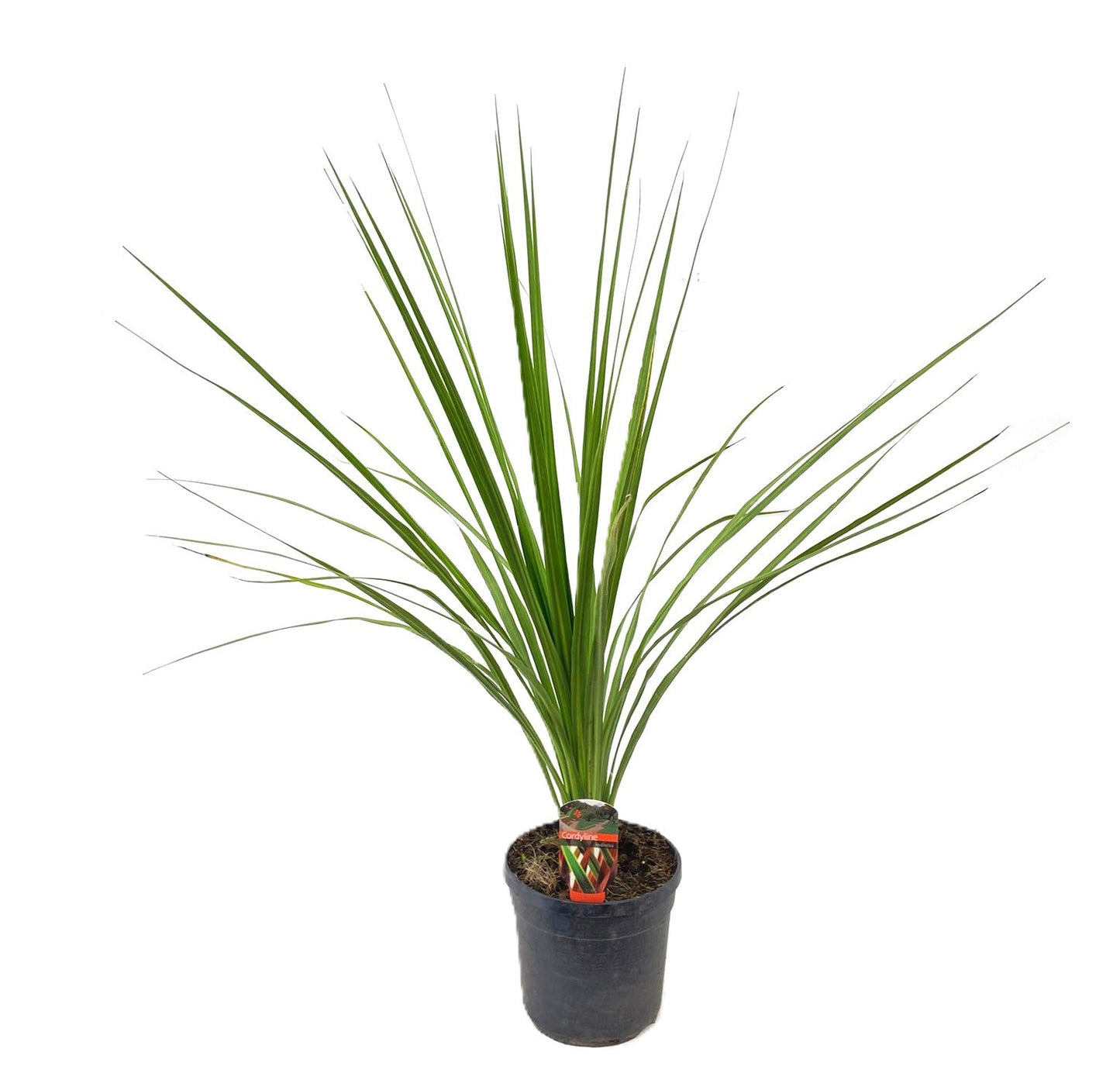 Cordyline indivisa Peko 100cm 19cm Pot
