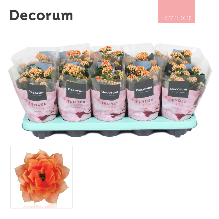 Kalanchoe Serenity Peach 23cm 10.5cm Pot