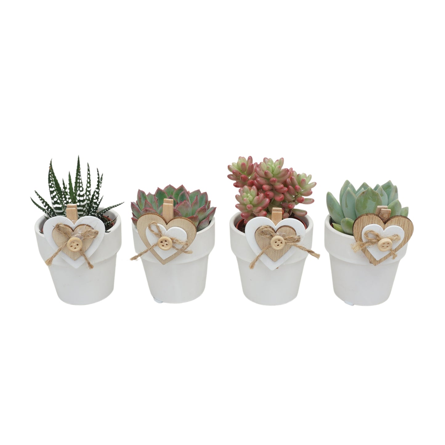 Succulent mix 11cm 5.5cm Pot