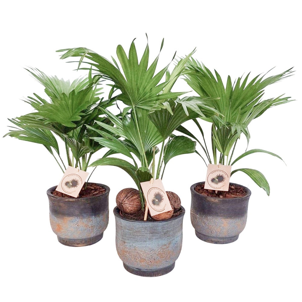 Livistona rotundifolia 50cm 17cm Pot