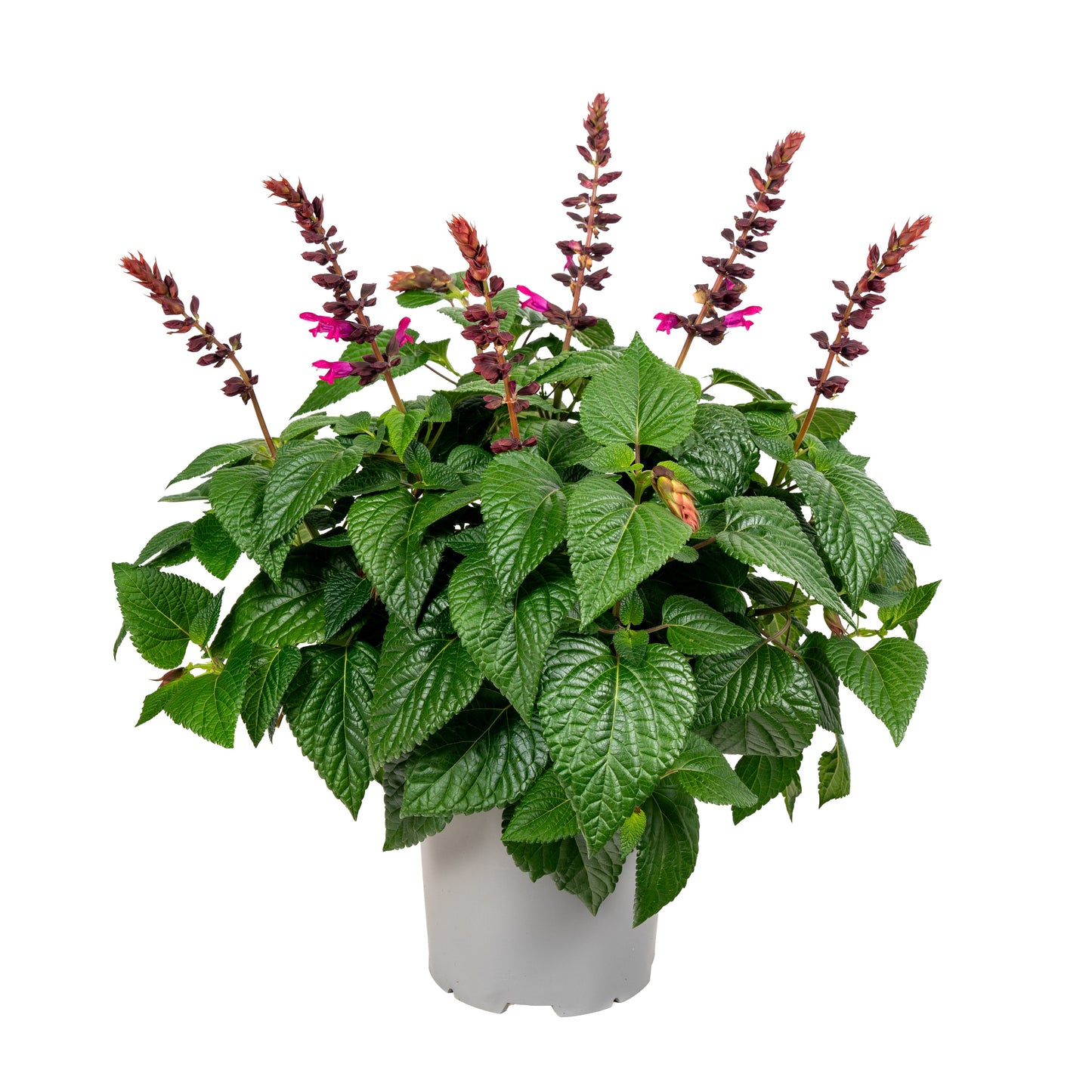 Salvia Salgoon Lake Flamingo 50cm 19cm Pot
