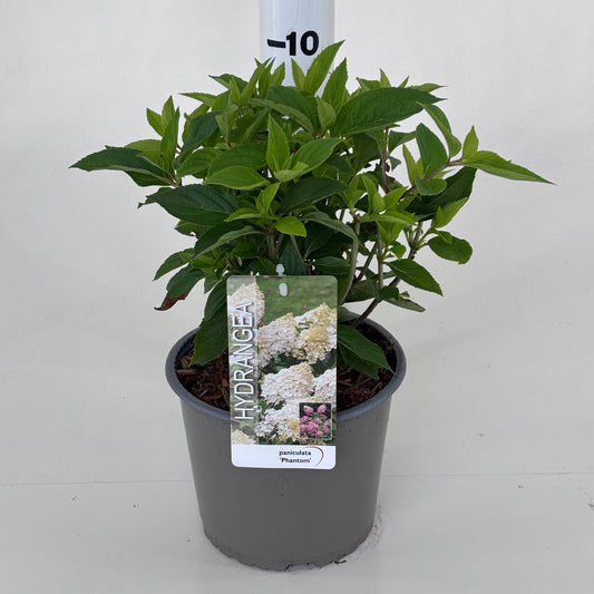 Hydrangea pan. Phantom 25cm 19cm Pot