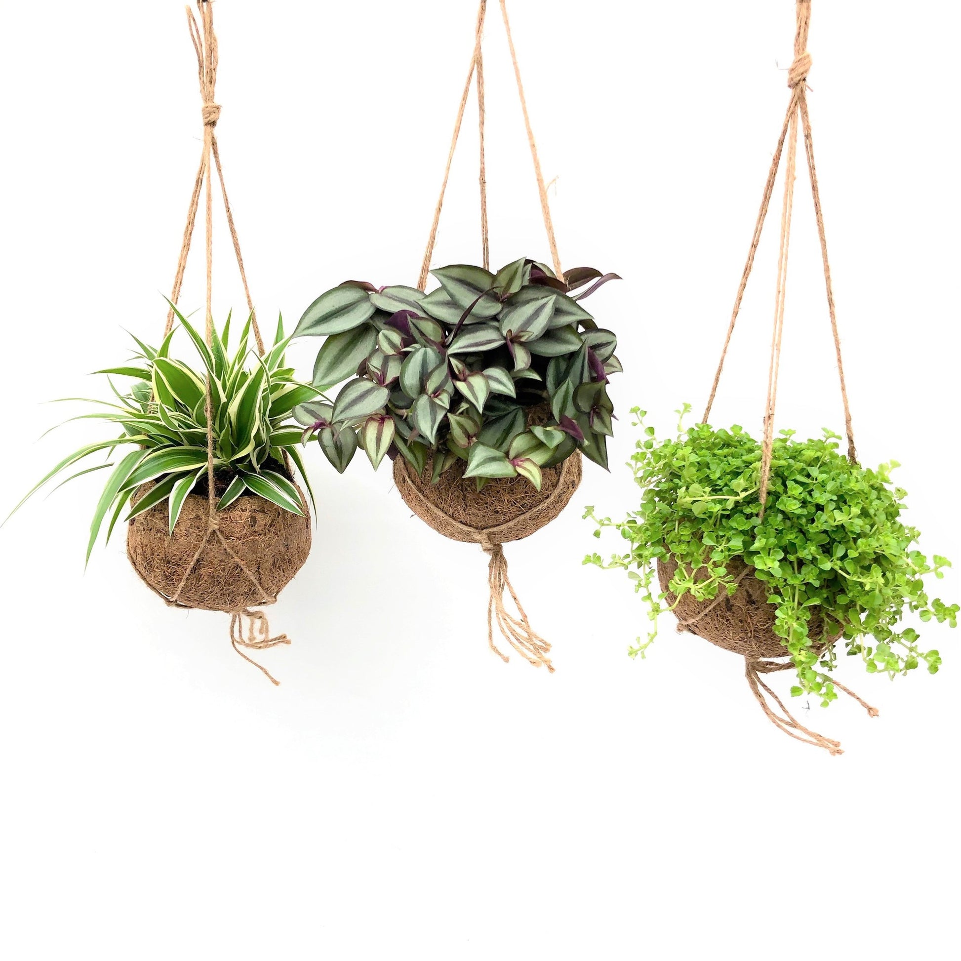 Kokoplant BV Kokodama Green Smit mix Pack of 6