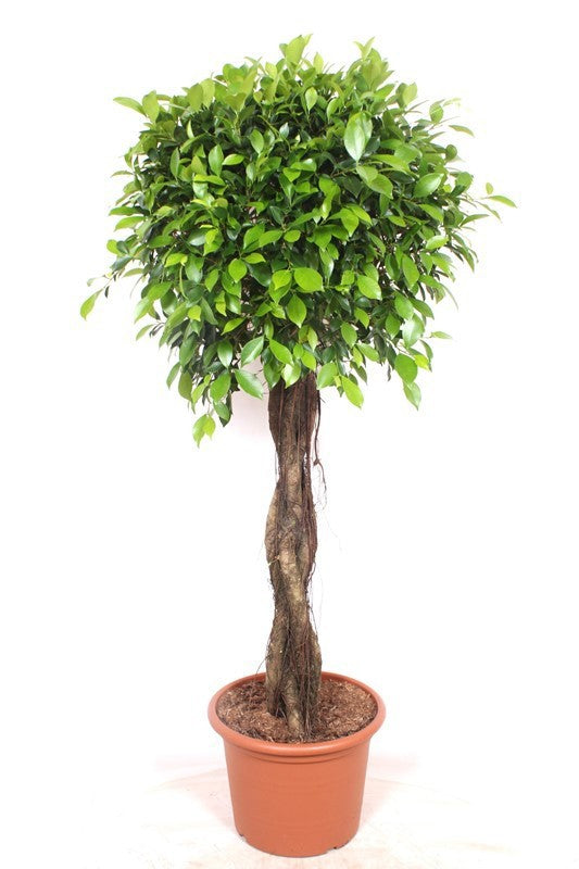 Ficus benjamina 170cm 40cm Pot
