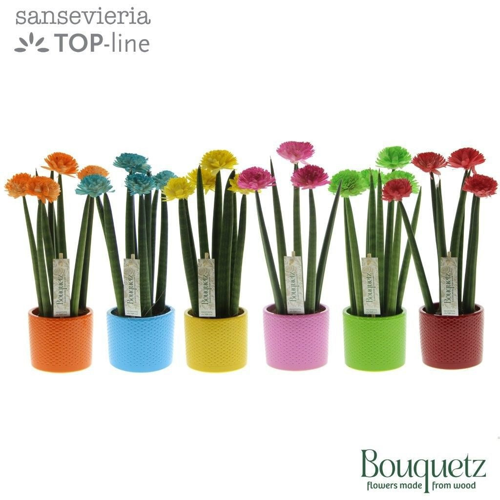Plantworld ArendTropical Sansevieria TOP-line Bouquetz Pack of 6