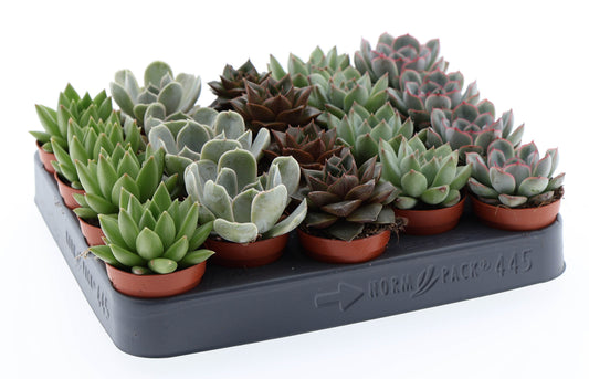 Echeveria mix 8cm 5.5cm Pot