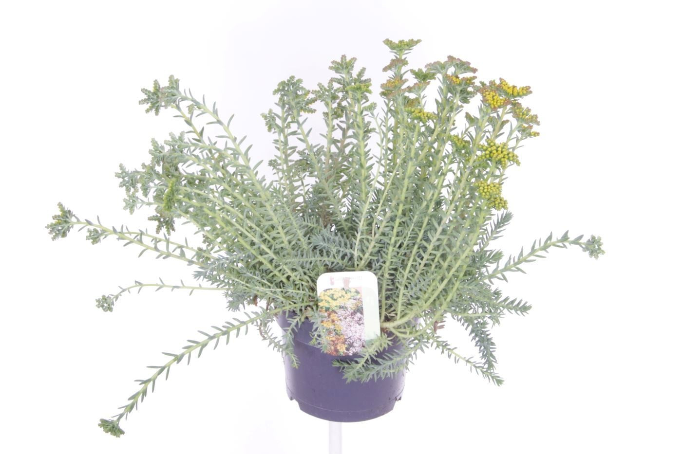 Sedum reflexum 40cm 17cm Pot