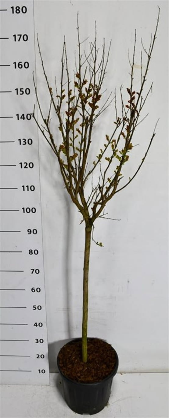 Lagerstroemia indica 180cm 32cm Pot