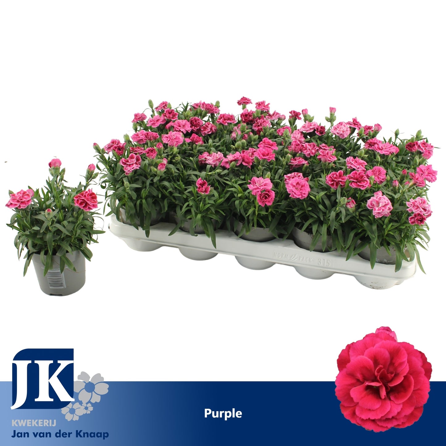 Dianthus Oscar Purple Wings 15cm 10.5cm Pot
