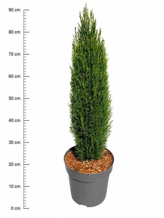 Cupressus semp. Totem 80cm 26cm Pot