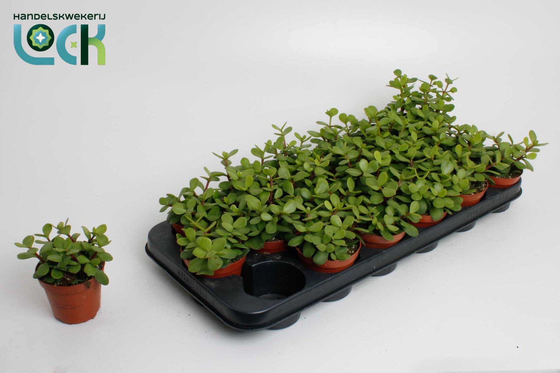 Lock, Handelskwekerij Portulacaria afra Pack of 18