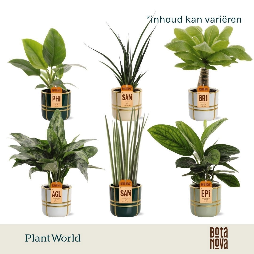 Groenmix Miami (diverse soorten) in Lauri keramiek 40cm 12cm Pot