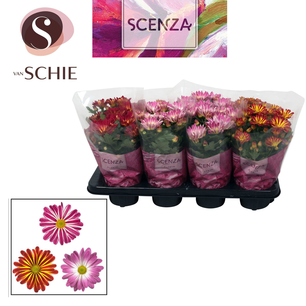 Chrysanthemum bicolour mix 25cm 13cm Pot