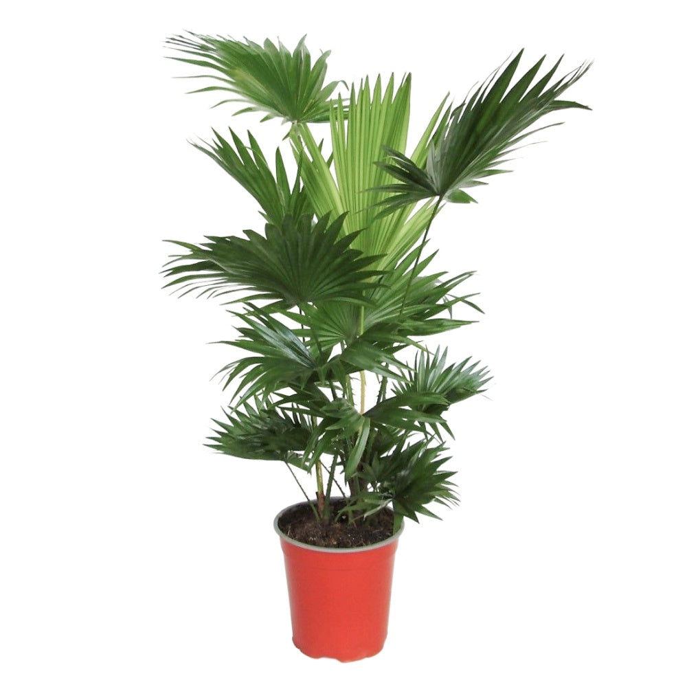 Livistona rotundifolia 90cm 19cm Pot
