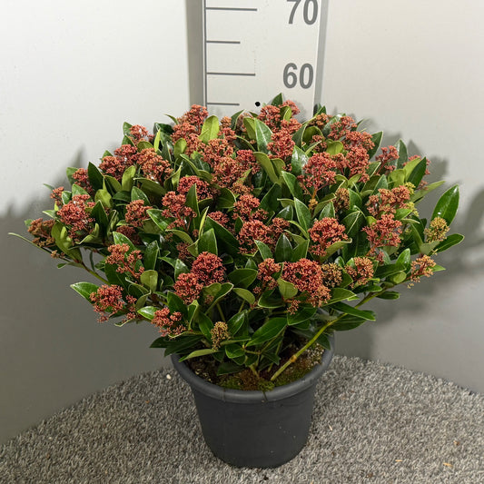 Skimmia japonica Rubella 60cm 27cm Pot