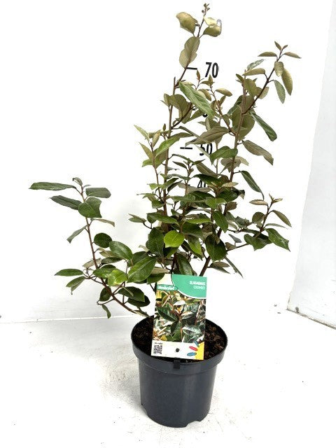 Elaeagnus ebbingei 70cm 19cm Pot