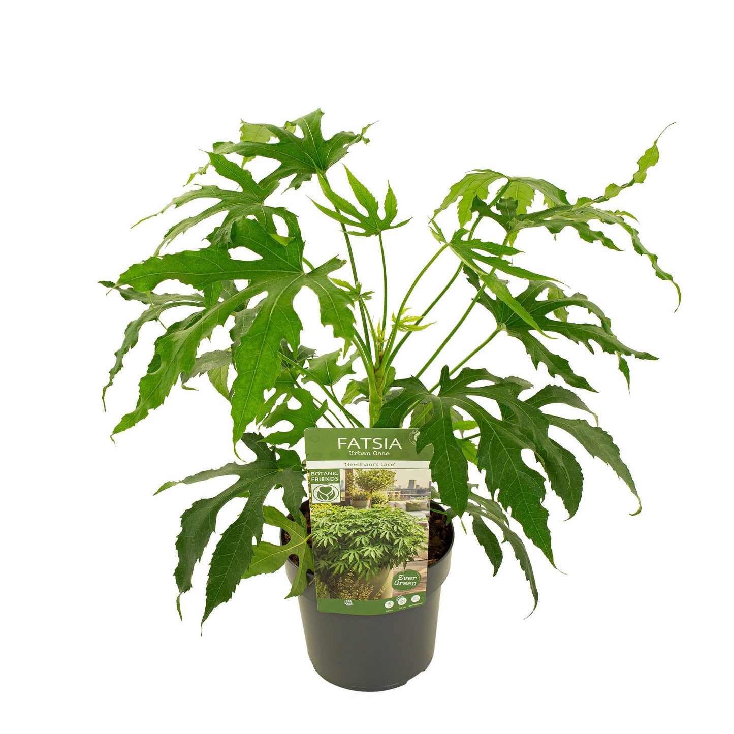Fatsia japonica 60cm 19cm Pot