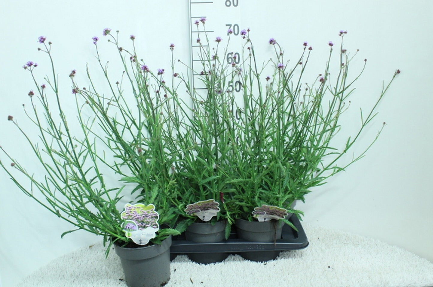 Verbena bonariensis 70cm 17cm Pot