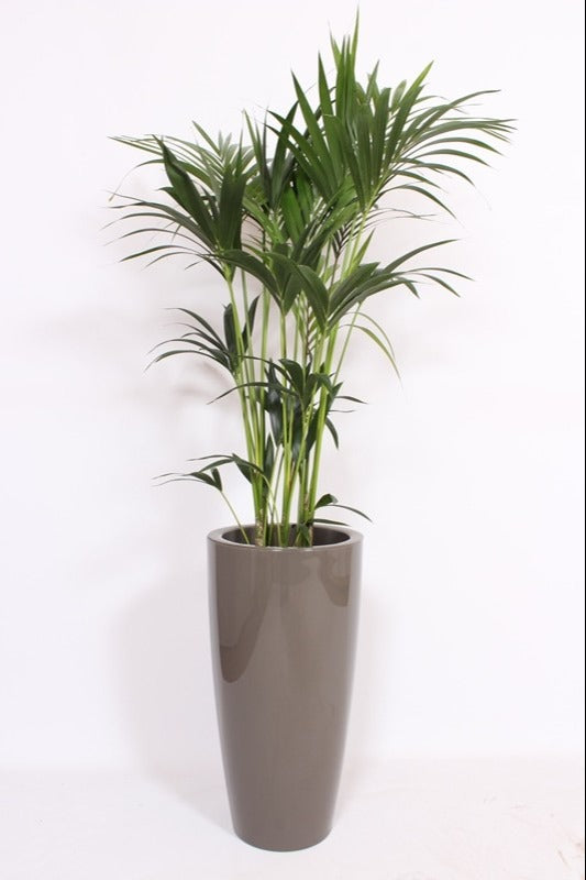 Howea forsteriana 160cm 33cm Pot