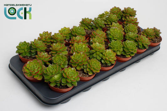 Lock, Handelskwekerij Echeveria affinis Pack of 12
