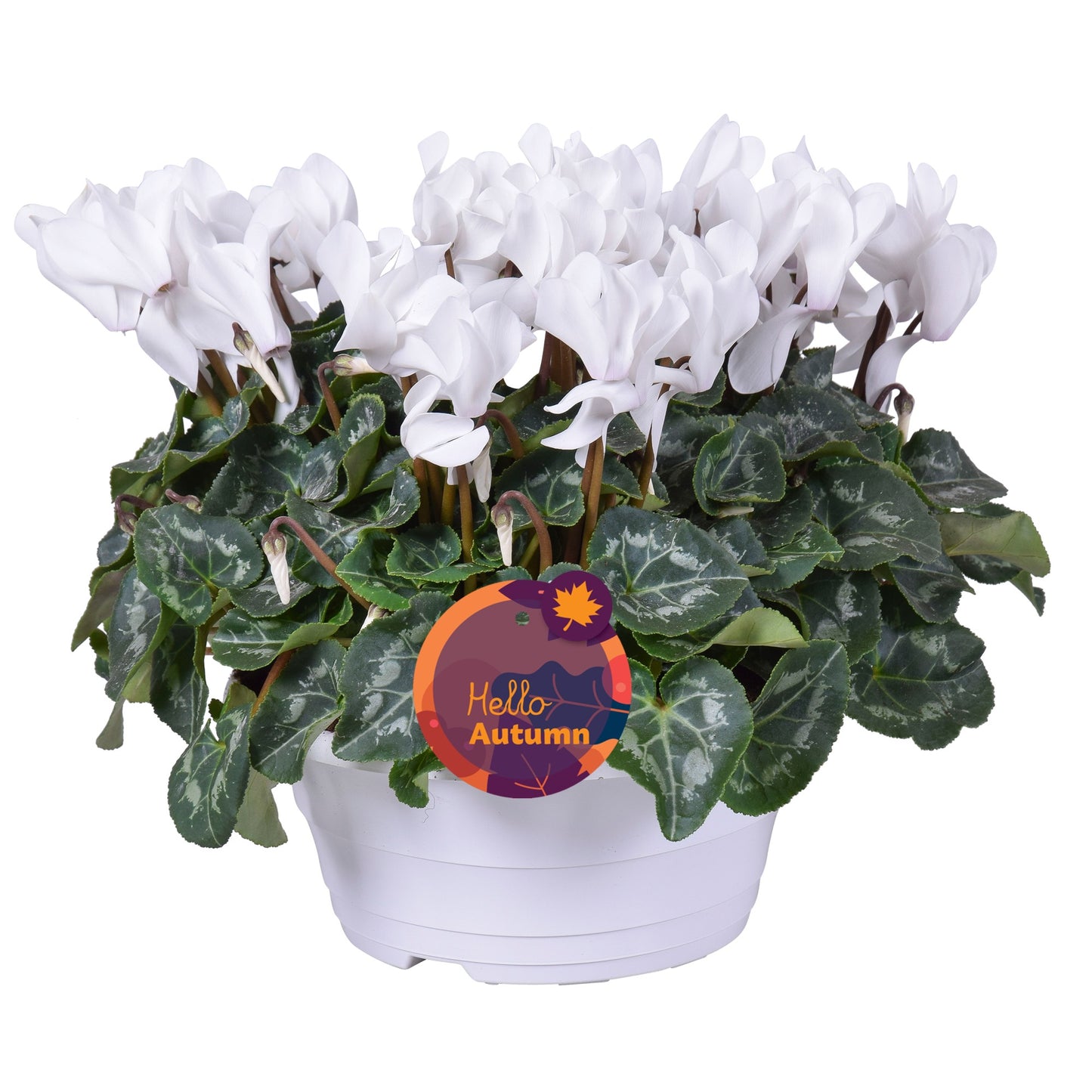 Cyclamen Allure 30cm 23cm Pot