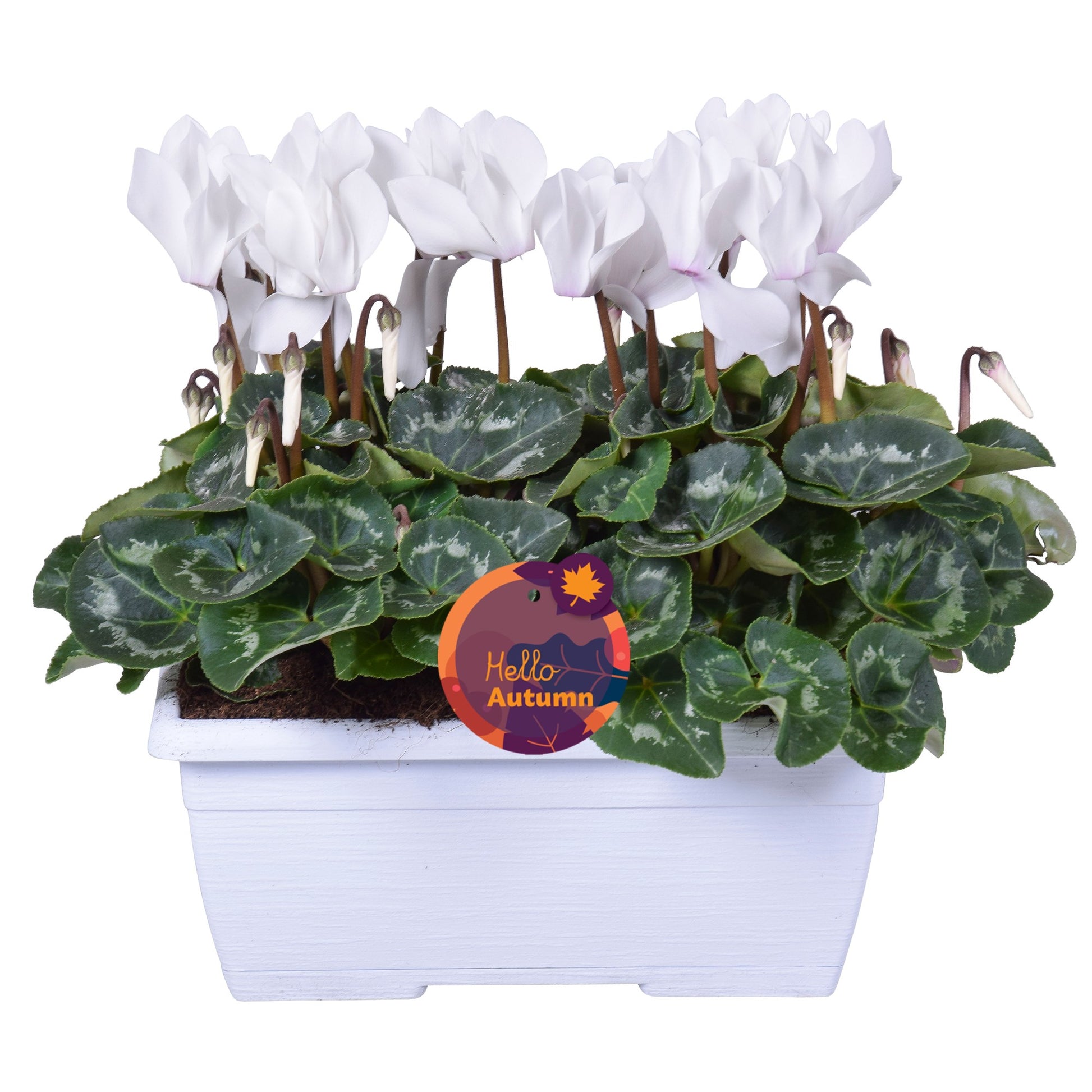 Cyclamen Allure 30cm 25cm Pot