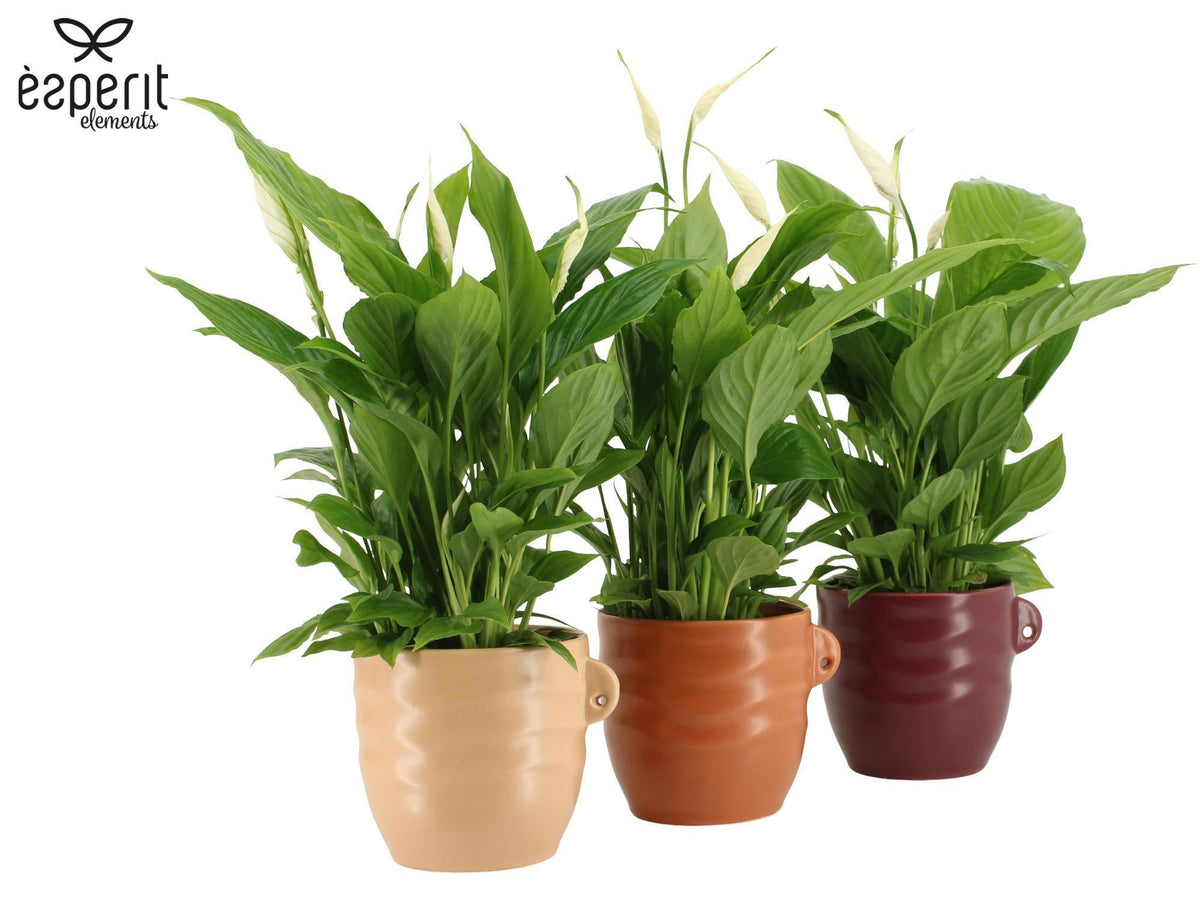 Spathiphyllum Torelli 45cm 12cm Pot