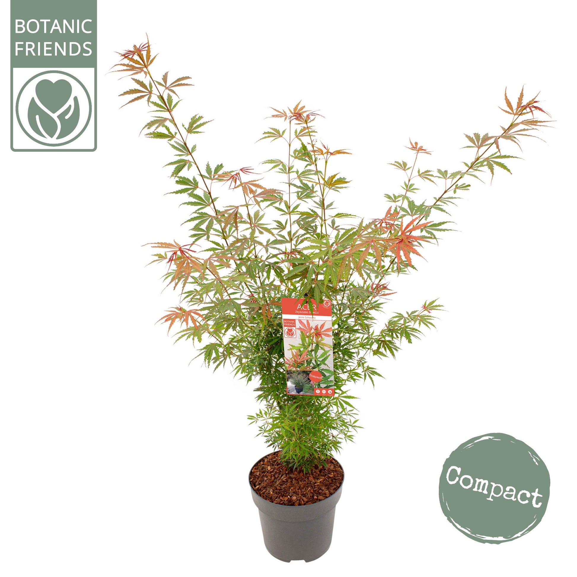 Acer Jerre Schwartz 110cm 29cm Pot