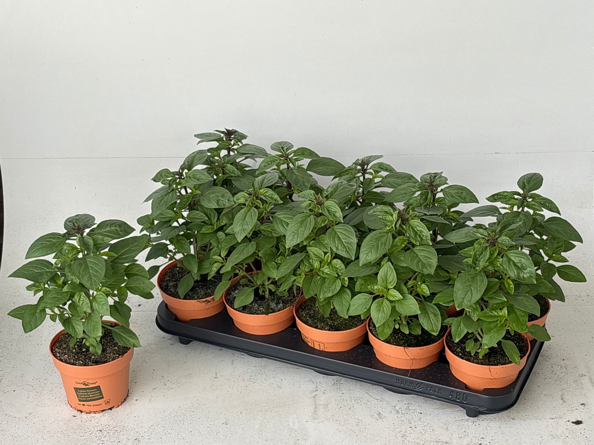 Ocimum 24cm 12cm Pot