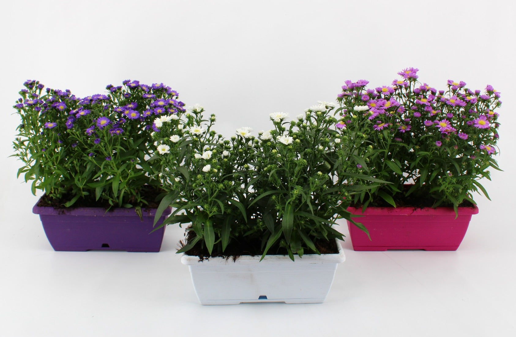Aster Magic mix 30cm 25cm Pot