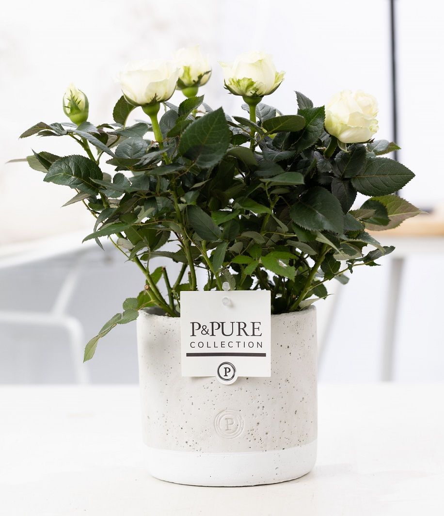 Rosa Beau Monde white 28cm 12cm Pot
