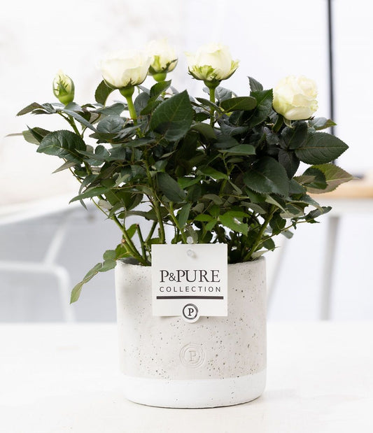 Rosa Beau Monde white 28cm 12cm Pot