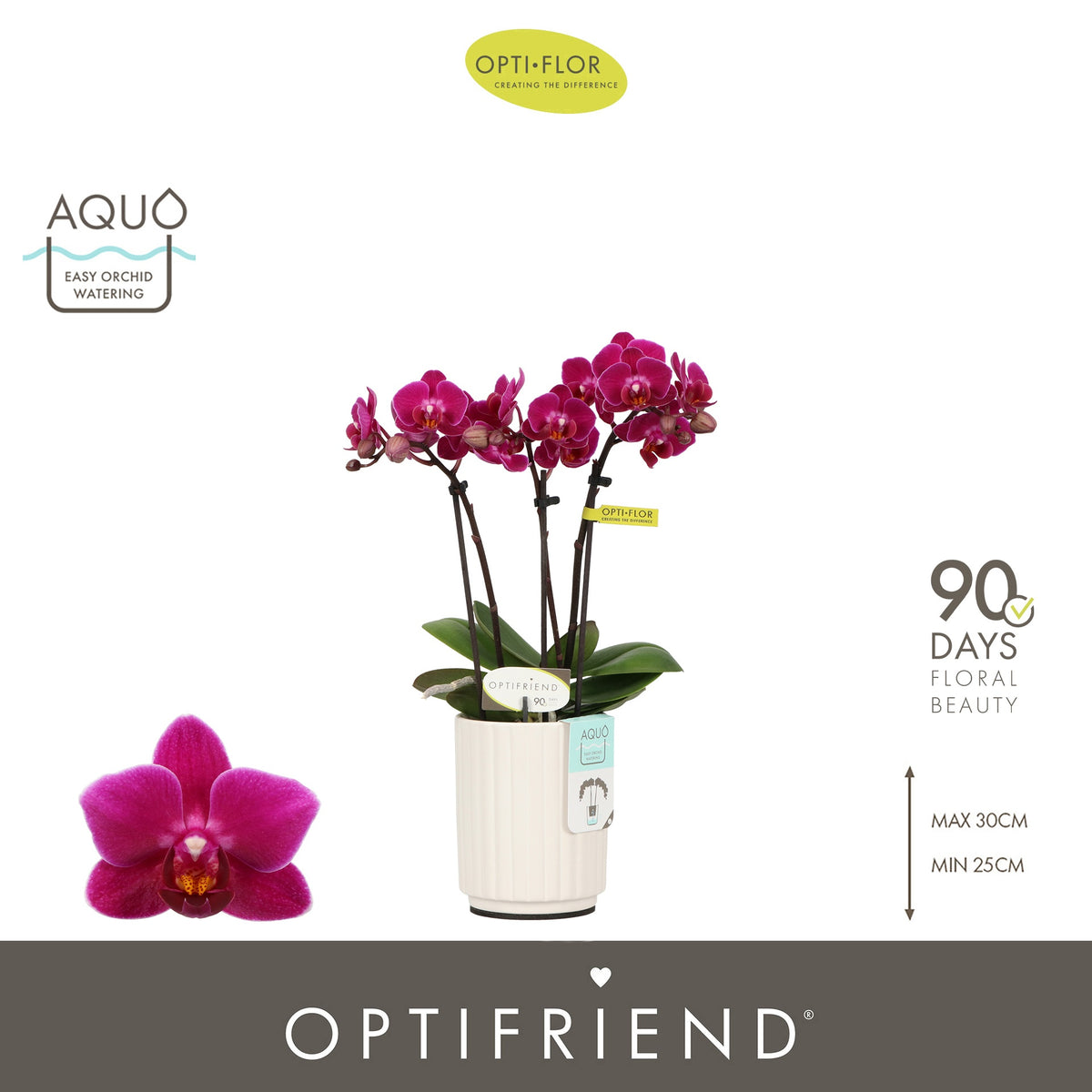 Phalaenopsis Purple 25cm 7cm Pot