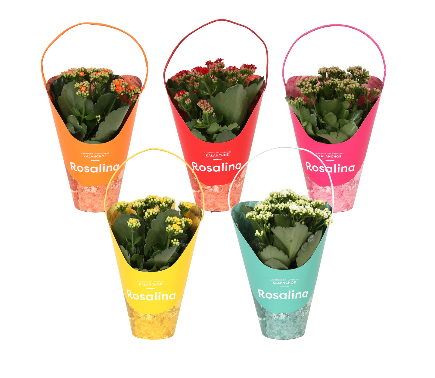 Kalanchoe Rosalina mix 27cm 12cm Pot