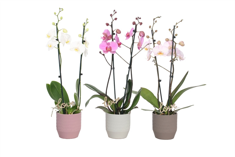 Phalaenopsis mix 55cm 12cm Pot