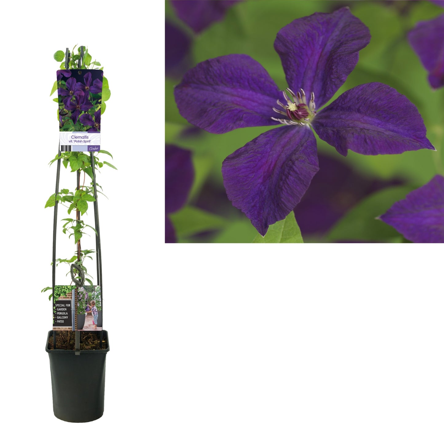 Clematis Polish Spirit 115cm 23cm Pot