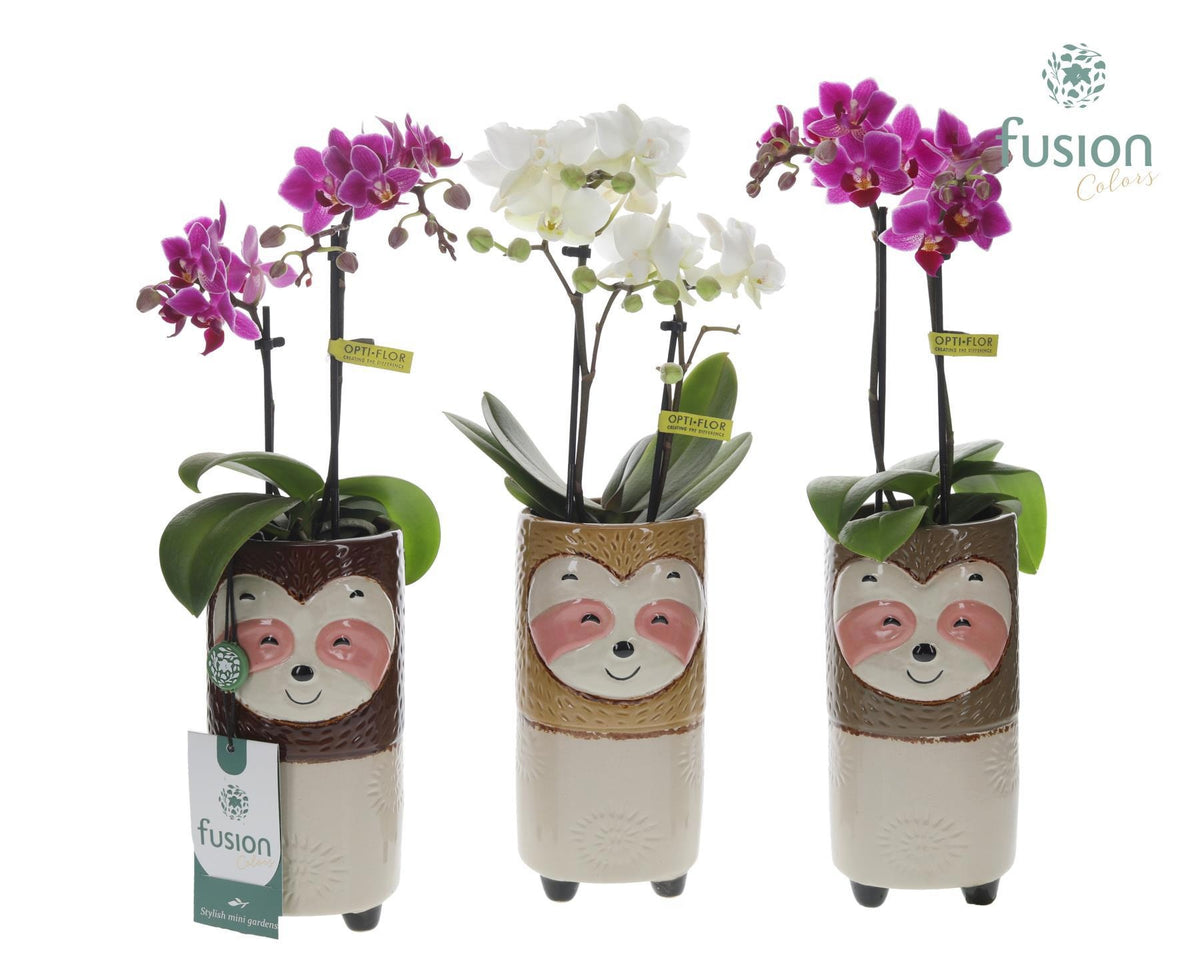 Keramiek Dieren Luiaards met Phalaenopsis 35cm 9cm Pot
