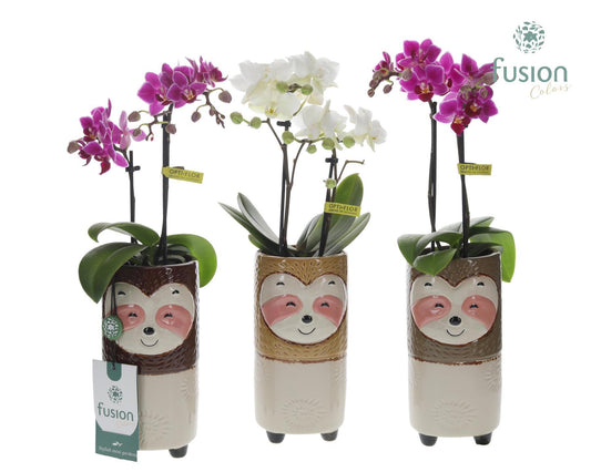 Keramiek Dieren Luiaards met Phalaenopsis 35cm 9cm Pot