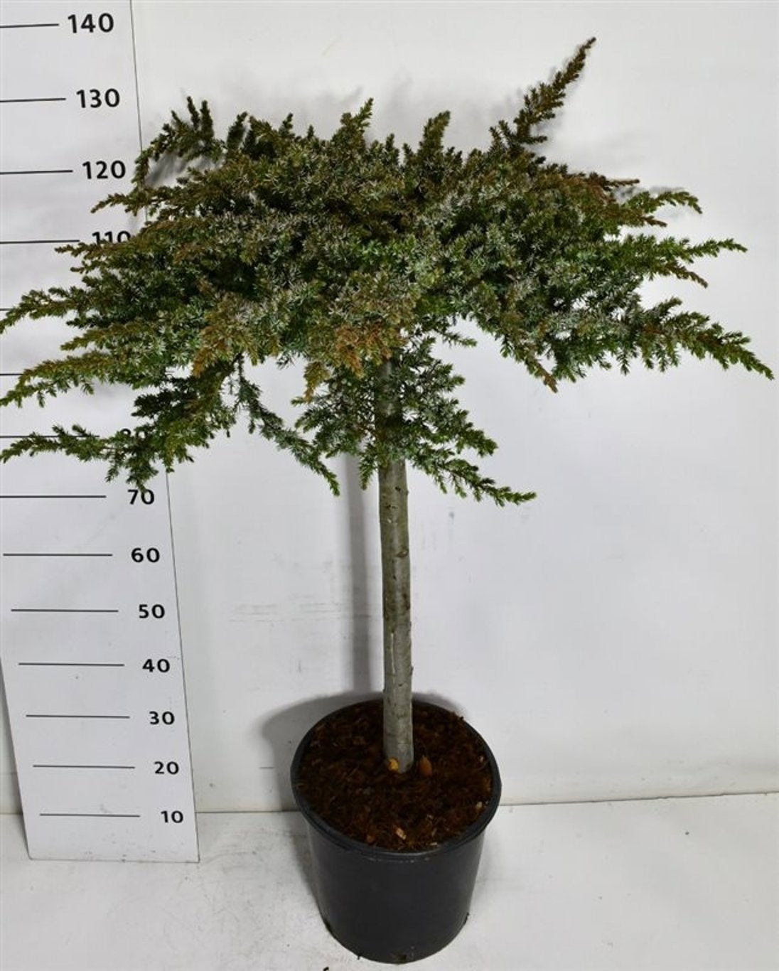 Juniperus Schlager 130cm 38cm Pot