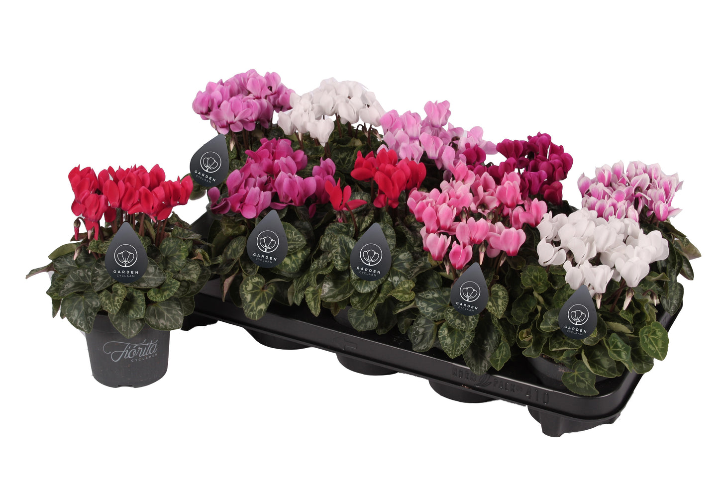 Apartus, kwekerij Cyclamen Garden Pack of 10