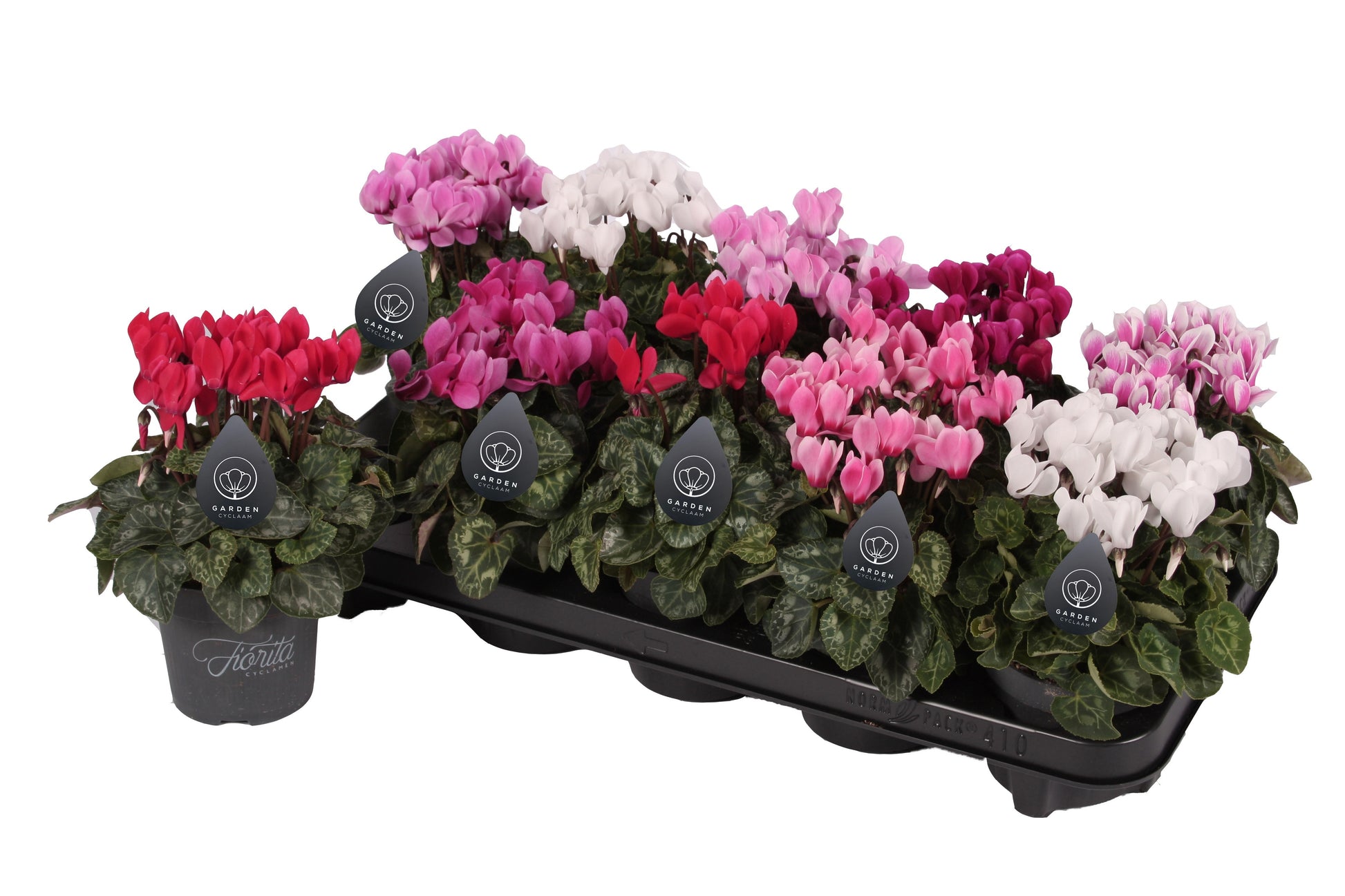 Apartus, kwekerij Cyclamen Garden Pack of 10