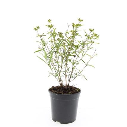 Boer, W.T.M. de Hypericum Gemo Pack of 8