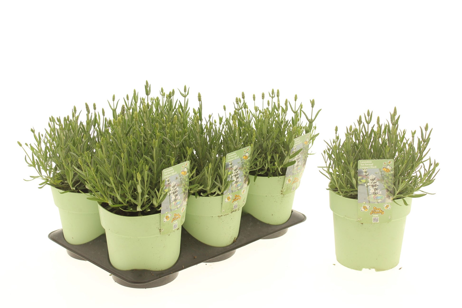 Lavandula ang. Not Normal 15cm 15cm Pot