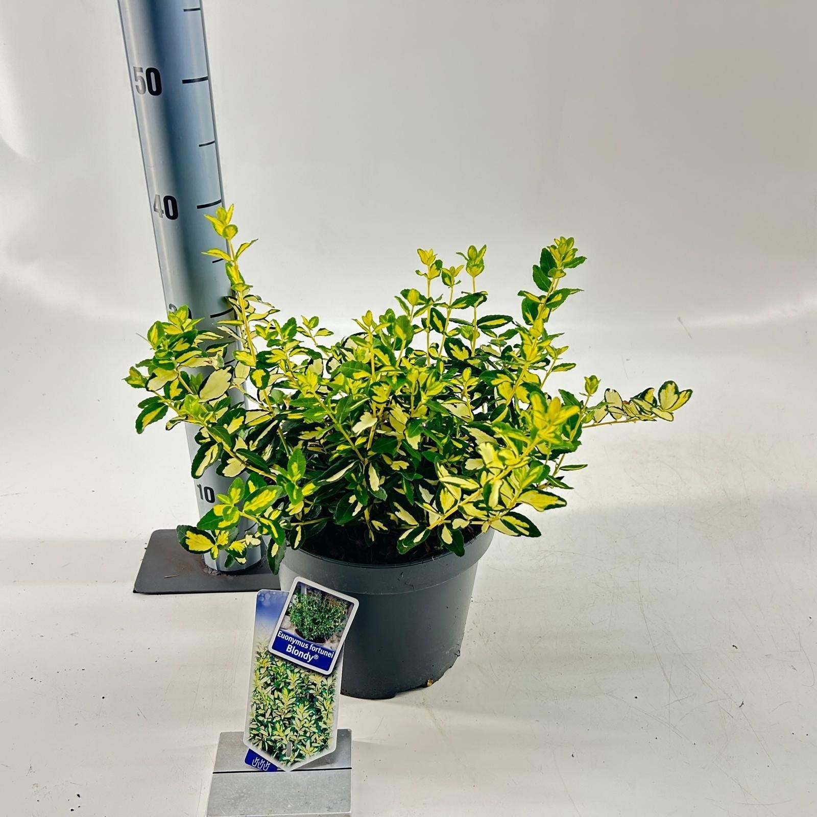 Euonymus Blondy 40cm 23cm Pot