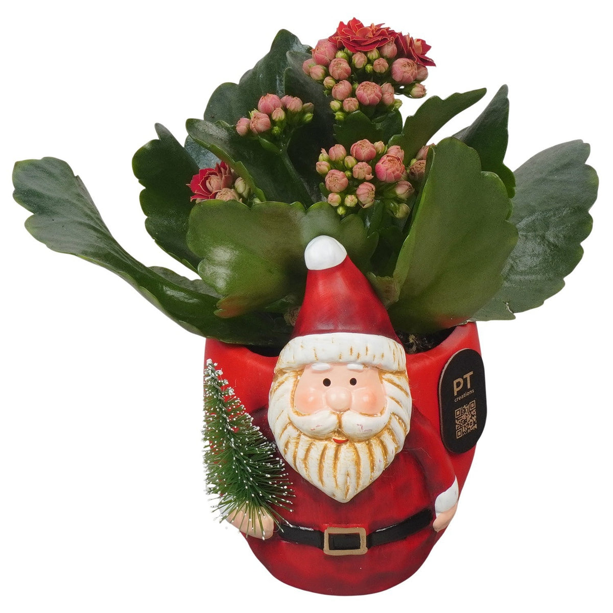 Christmas arrangement 15cm 10cm Pot