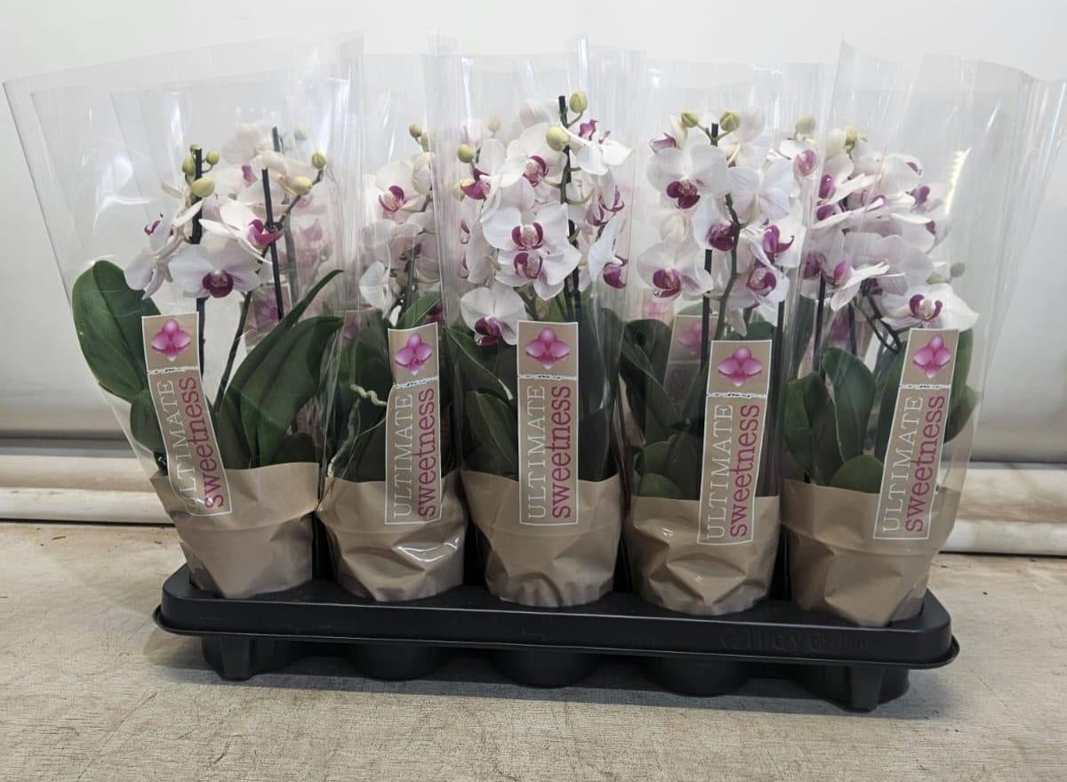 Phalaenopsis multiflora white 30cm 12cm Pot