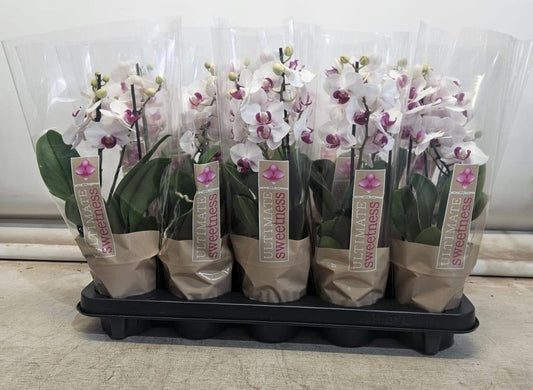 Phalaenopsis multiflora white 30cm 12cm Pot