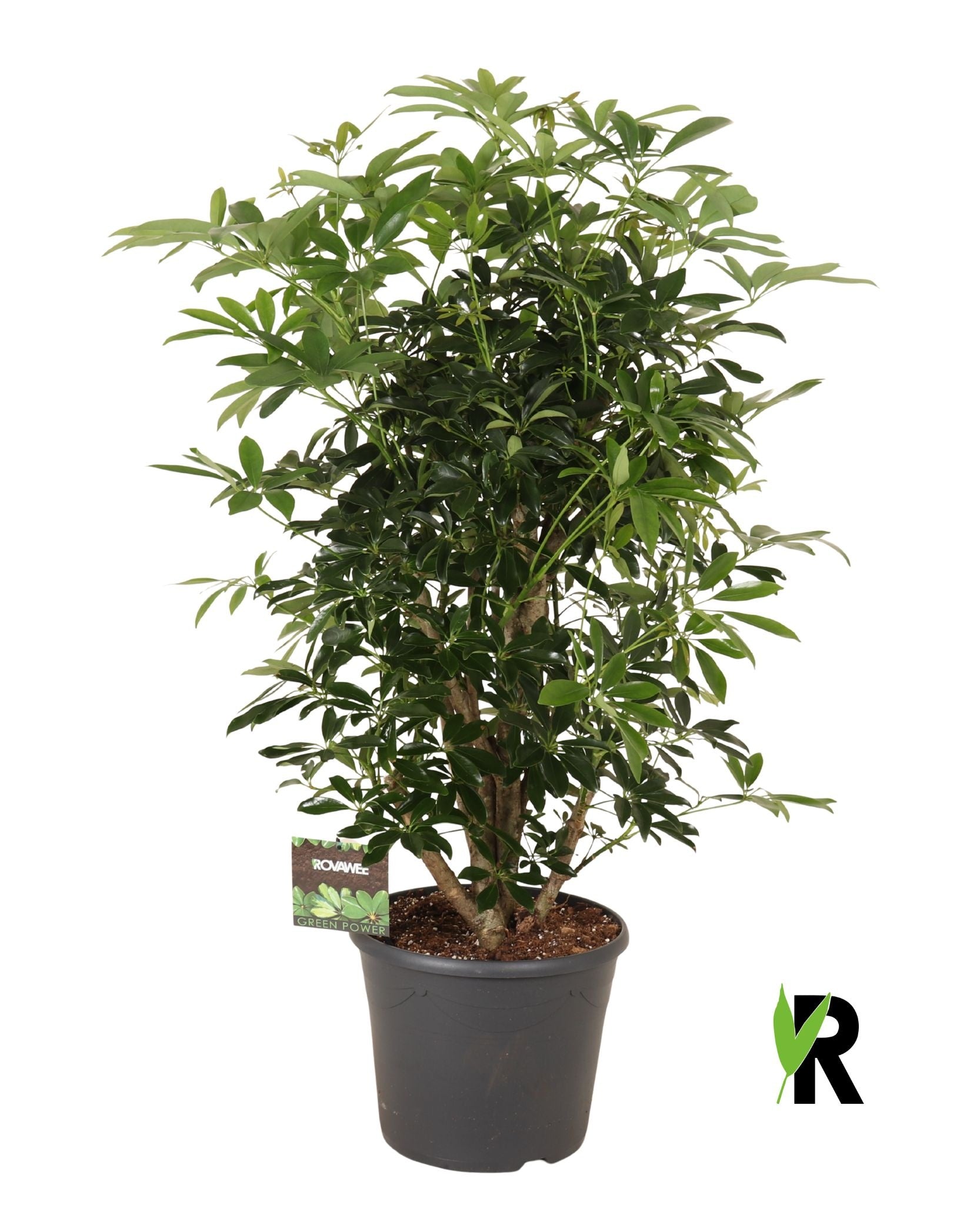 Schefflera Compacta 135cm 35cm Pot