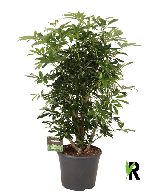 Schefflera Compacta 135cm 35cm Pot