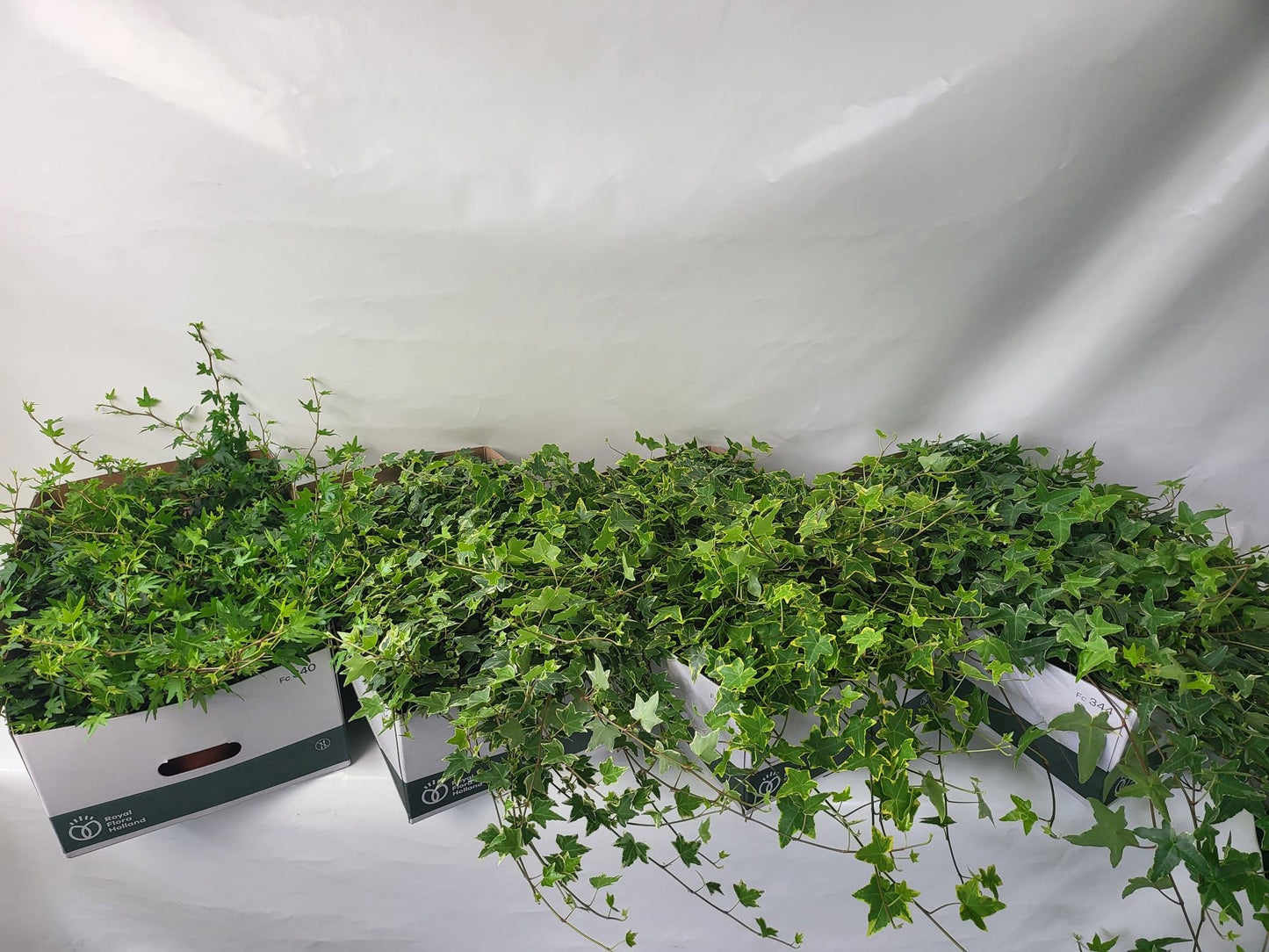 Berg Hedera Hedera helix mix Pack of 12